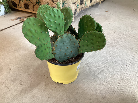 Cactus 'Winter Hardy Perennial'