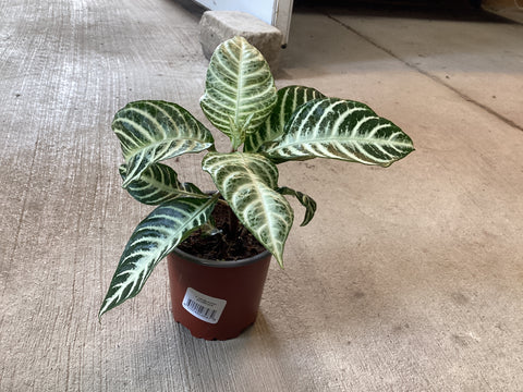 Zebra plant 'Snowflake' 4"