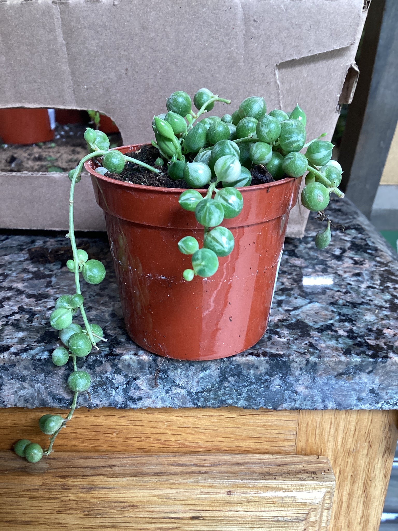 2.5” Senecio Rowleyanus, String of Pearls, Variegated