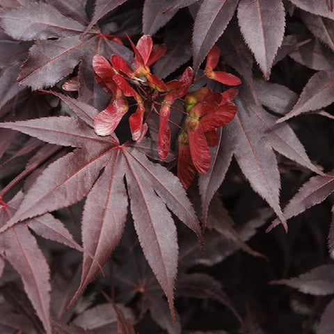 Japanese Maple 'Bloodgood'