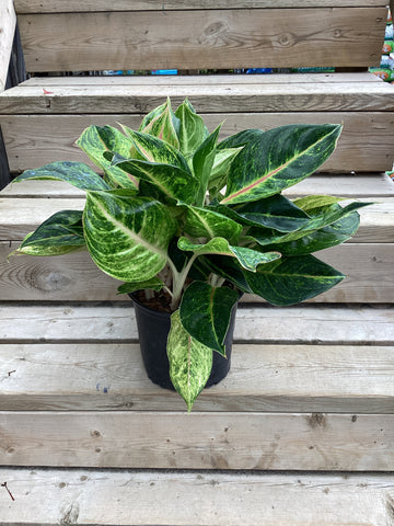 Aglaonema 'Green Papaya' 8"