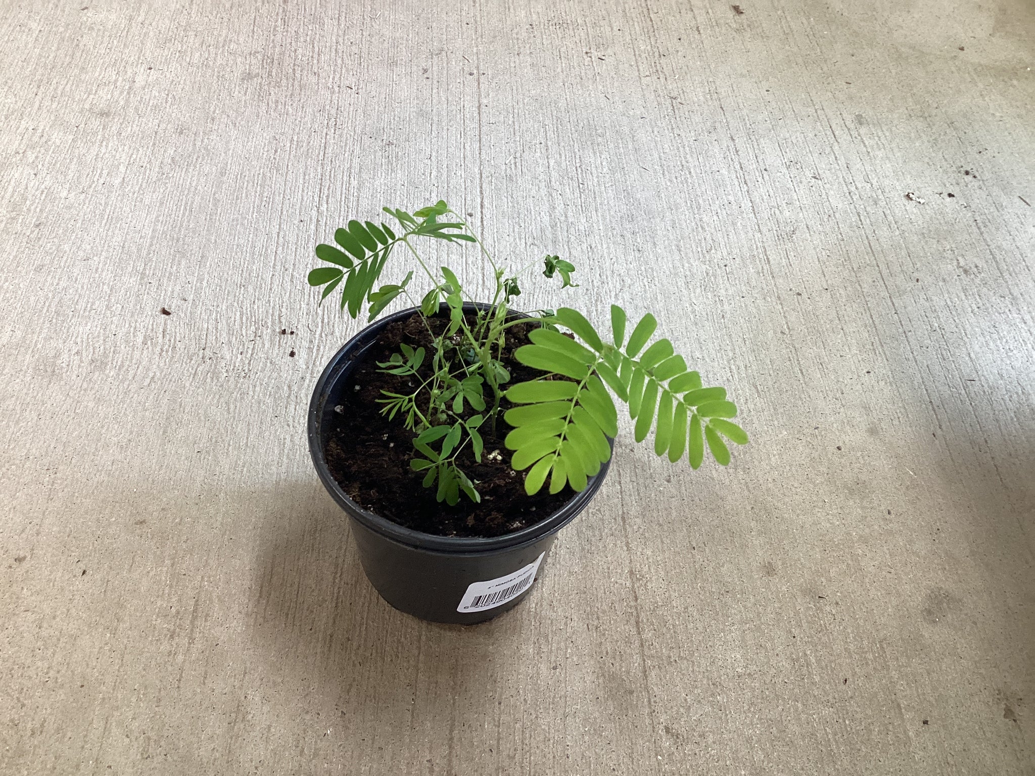 Mimosa Pudica