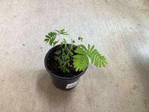 Mimosa Pudica