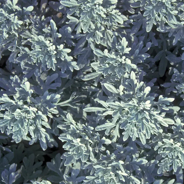 Artemisia 'Silver Brocade'