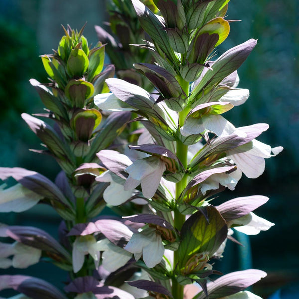 Acanthus 'Morning Candle'