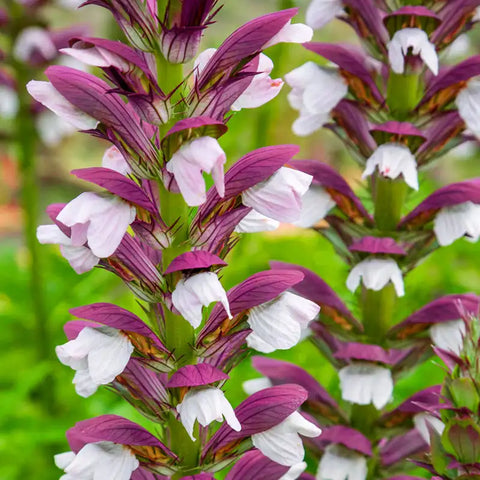 Acanthus 'Morning Candle'