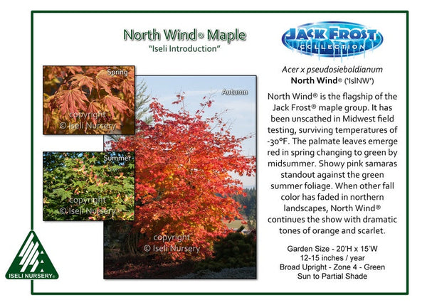 Japanese Maple Hybrid ‘North Wind’ - Large Caliper