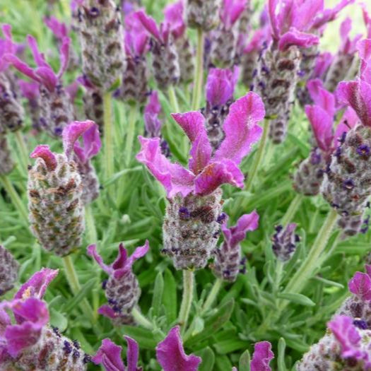 Spanish Lavender 'Anouk Deep Rose'