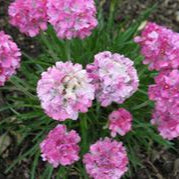 Armeria Sea Thrift 'Splendens'