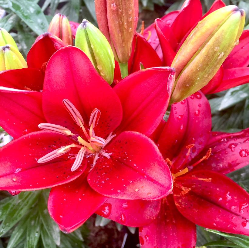 Lilium 'Tiny Rocket'