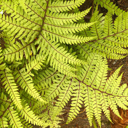 Athyrium 'Limelight Lady'