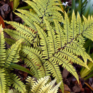 Athyrium 'Limelight Lady'