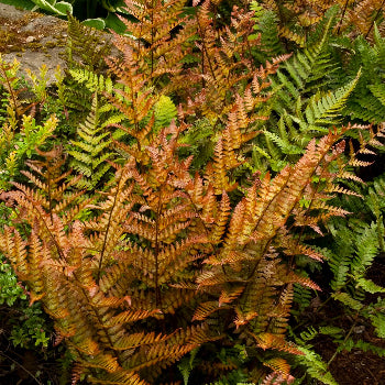 Autumn Fern