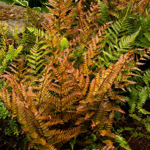 Autumn Fern