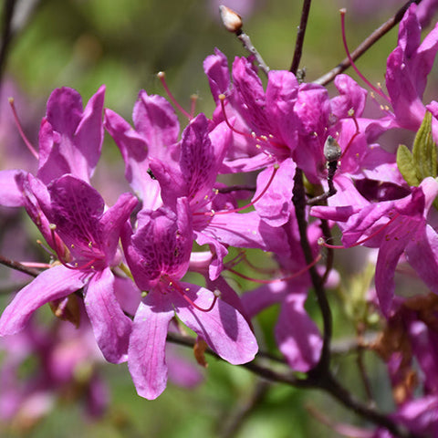 Azalea 'Lilac Lights'