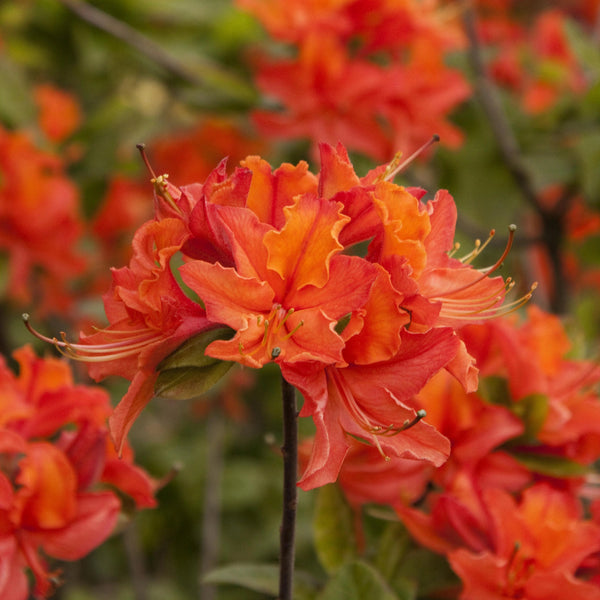 Azalea 'Mandarin Lights'