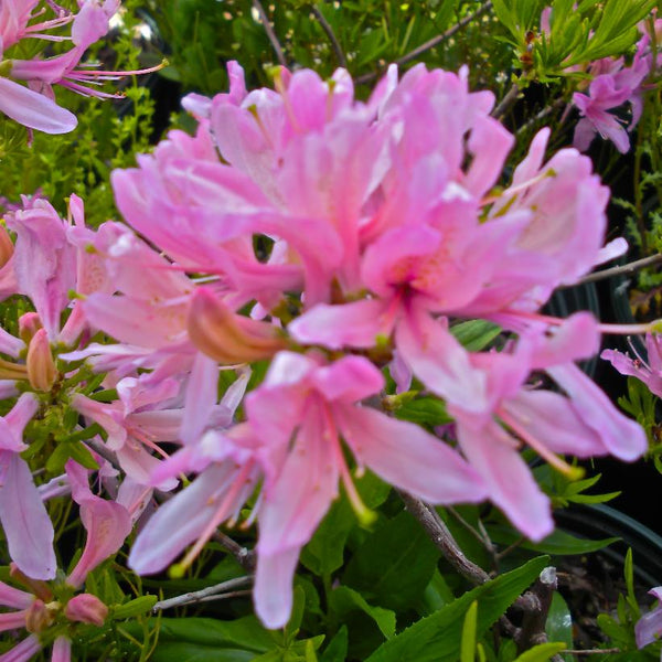 Azalea 'Western Lights'