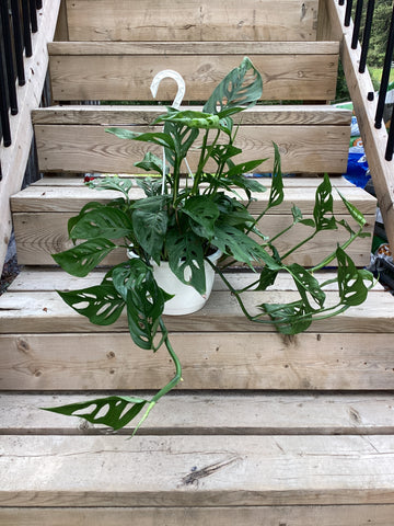 Monstera Adansonii 'Swiss Cheese' 8" HB