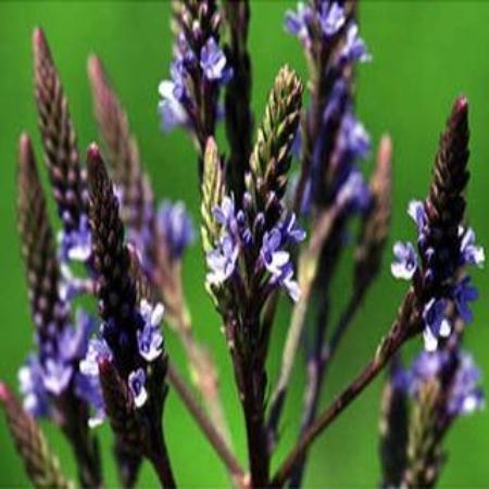 Blue Vervain