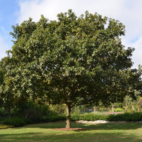 Bur Oak - Large Caliper