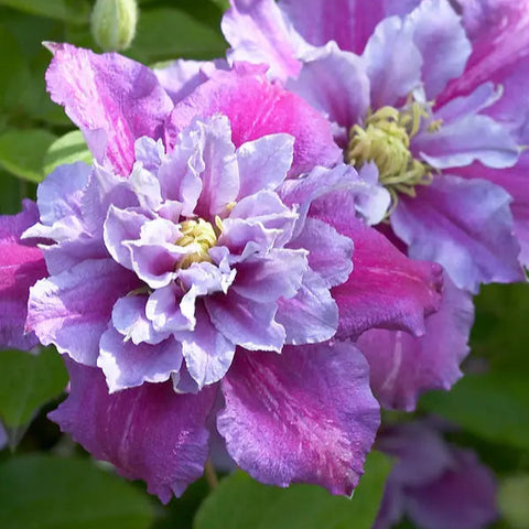 Clematis 'Piilu'