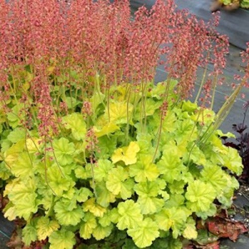 Heuchera 'Northern Exposure Lime'