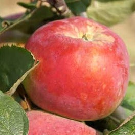 Apple Tree 'Cortland'