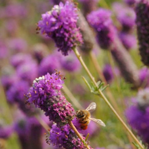 Purple Prairie Clover