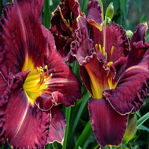 Daylily 'Purpleicous'