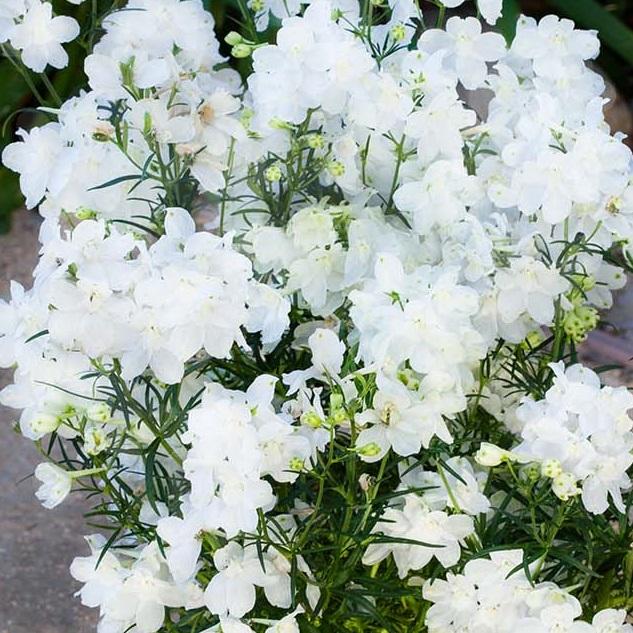 Delphinium 'Hunky Dory white'