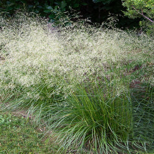 Tufted Hair Grass