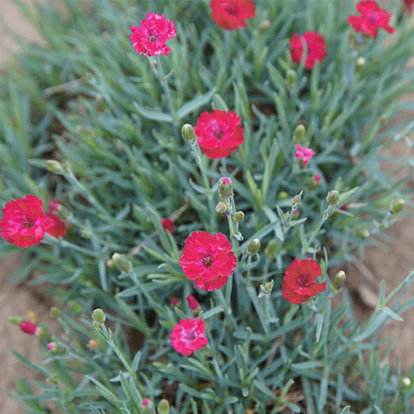 Dianthus 'Mountain Frost Garnet Red'