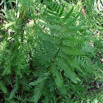 Autumn Fern