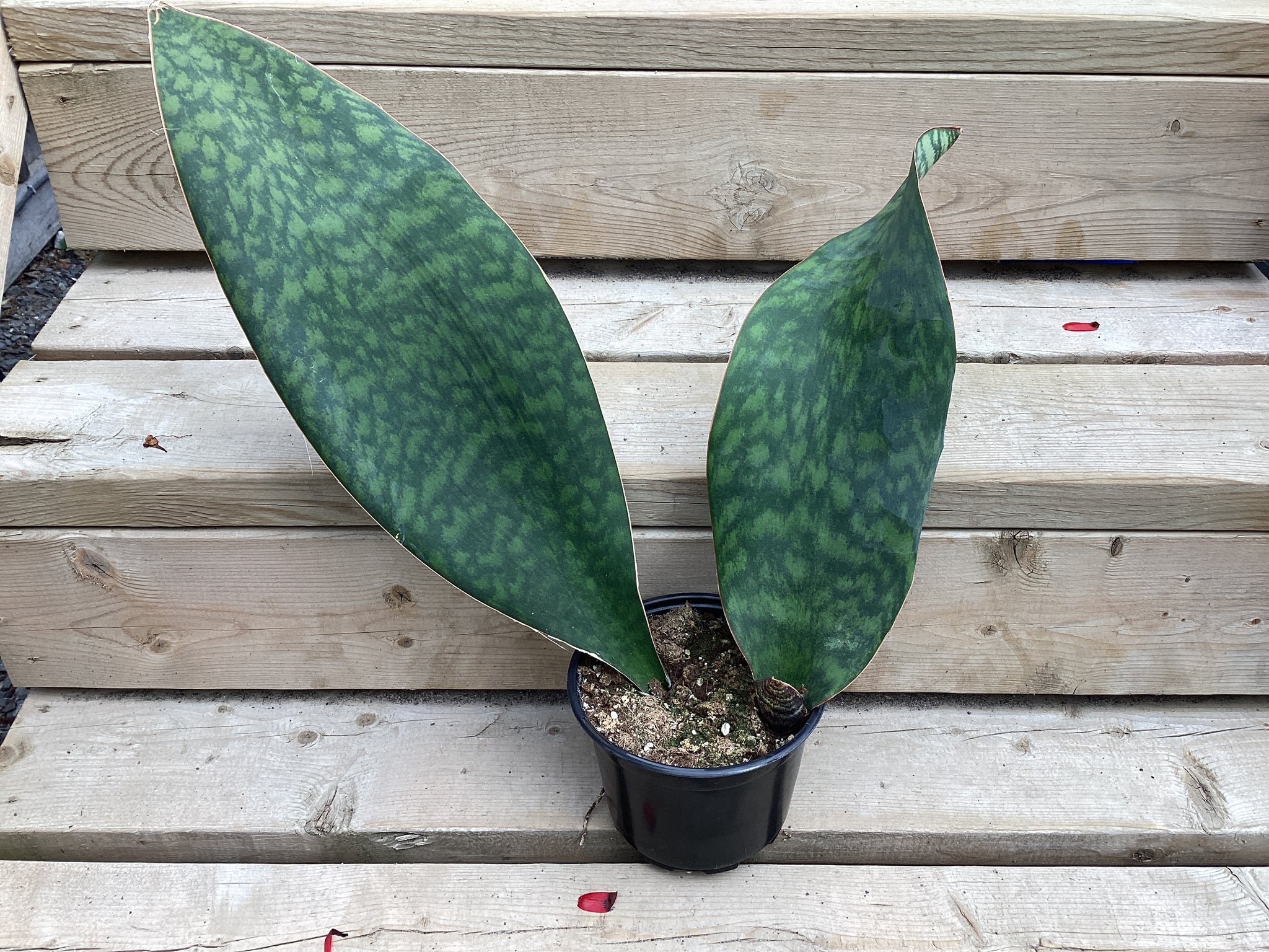 6” Sansevieria Whale Fin