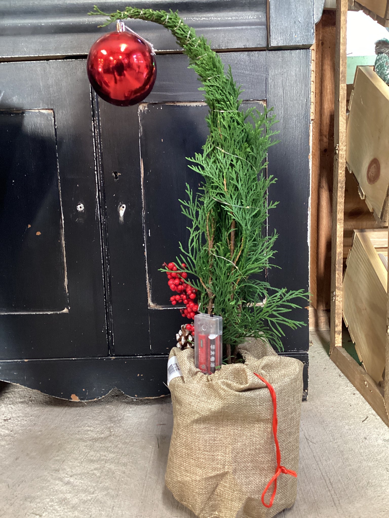 Arborvitae Planter 'Grinch'