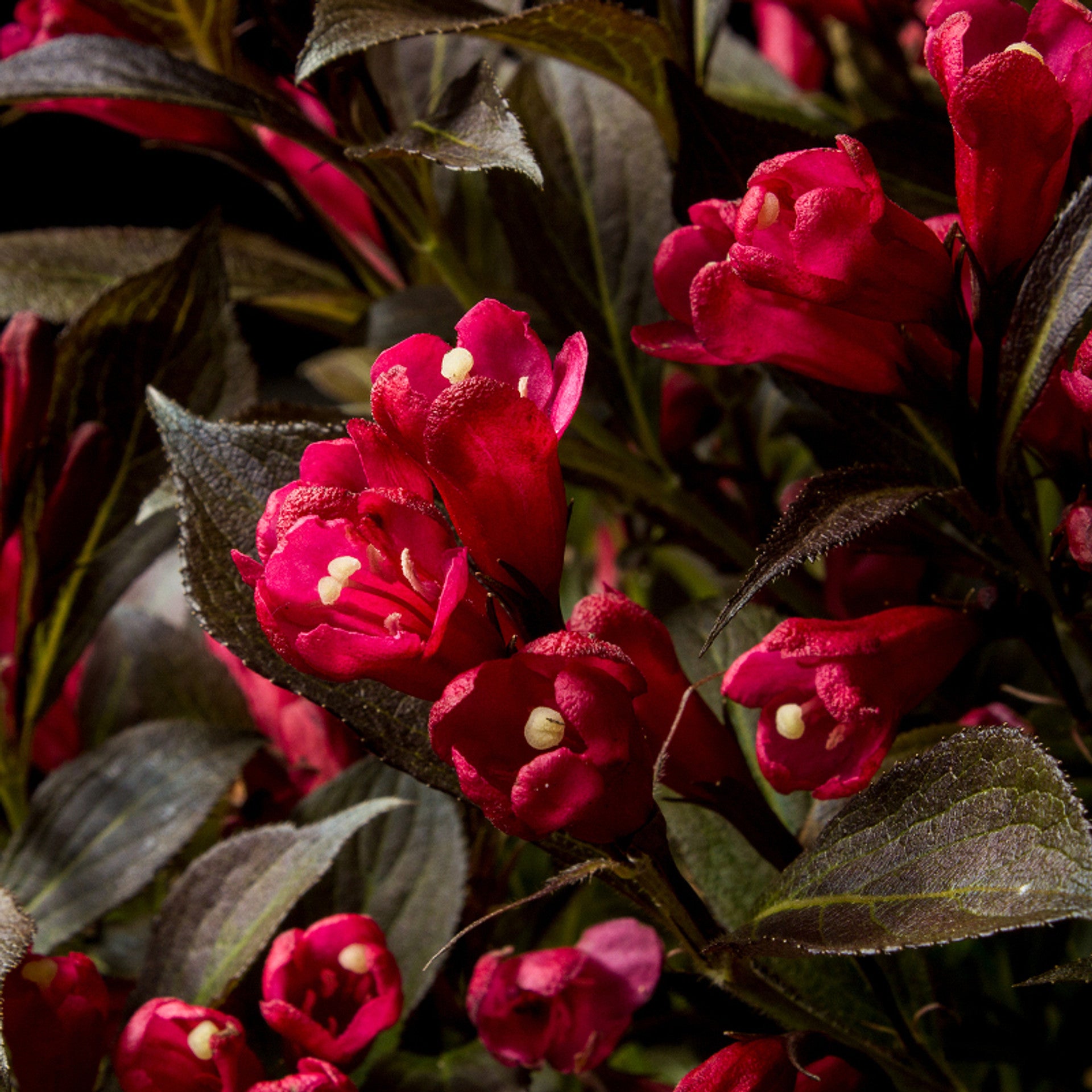 Weigela 'Electric Love'