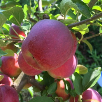 Apple Tree 'Empire'