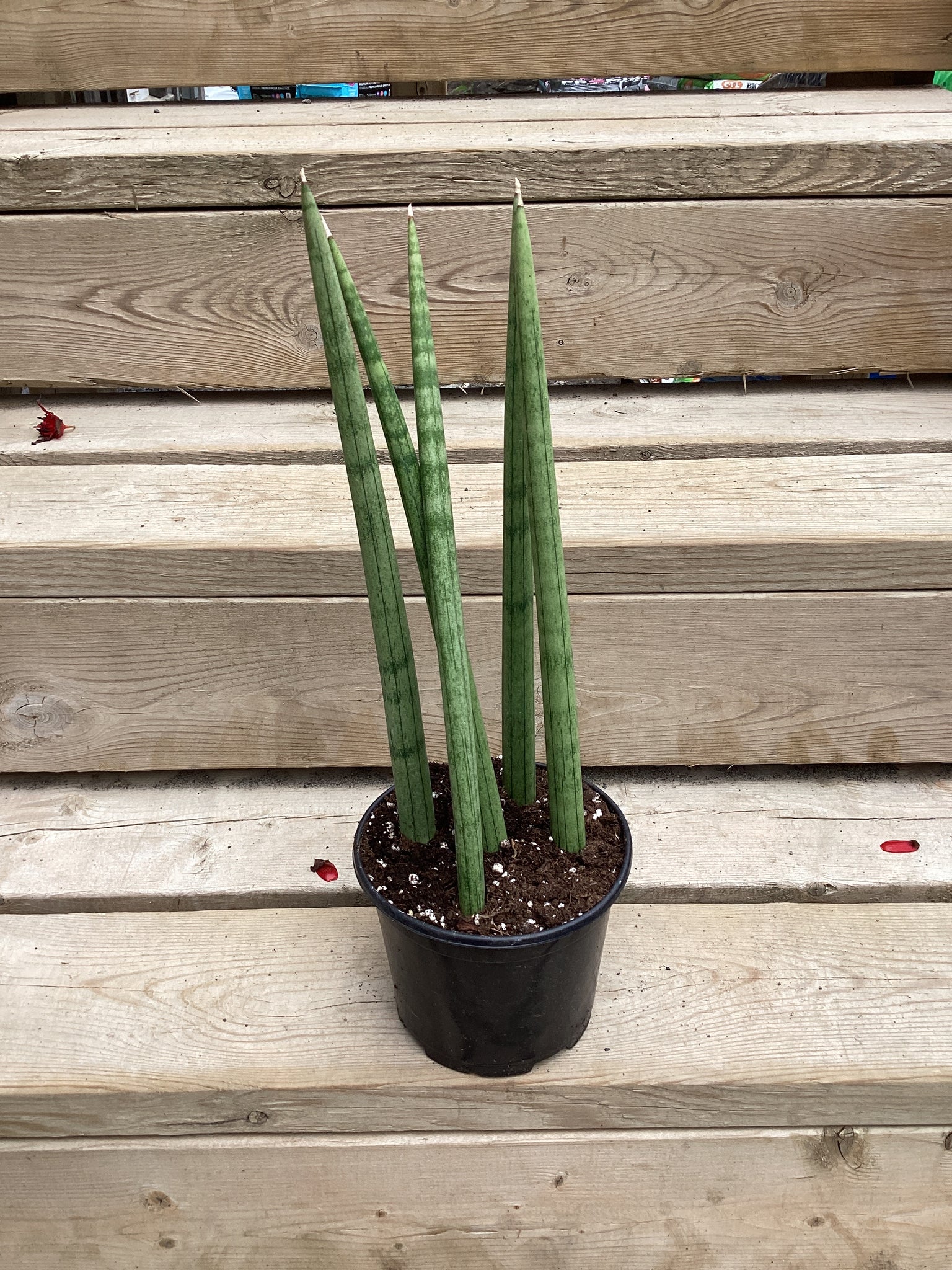 Sansevieria 'Dragon Fingers' 6"