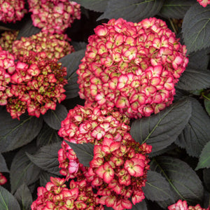 Hydrangea First Editions 'Eclipse'