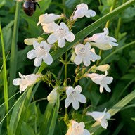 Foxglove 'Beardtongue'