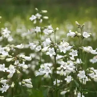 Foxglove 'Beardtongue'
