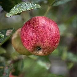 Apple 'Red gravenstien'