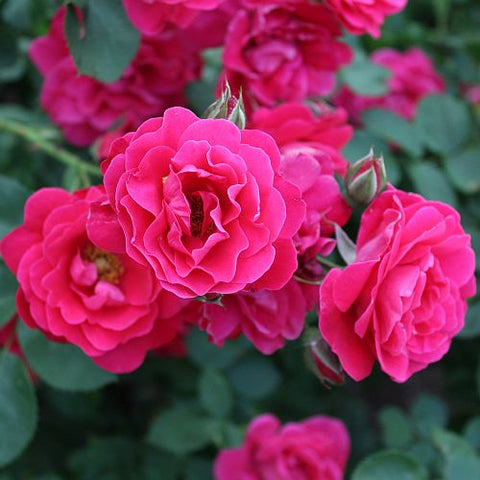 Rose 'George Vancouver' Explorer Red