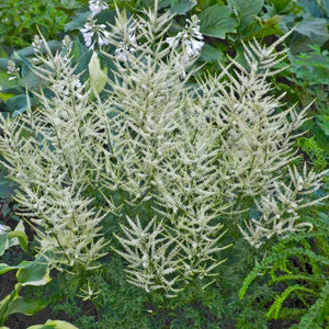 Aruncus 'Fairy Hair'