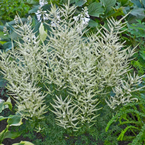 Aruncus 'Fairy Hair'