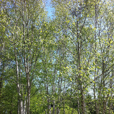 Paper Birch