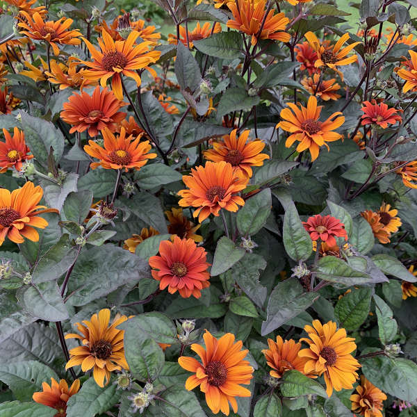 Sunflower 'Bleeding Hearts'
