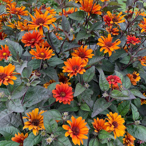Sunflower 'Bleeding Hearts'