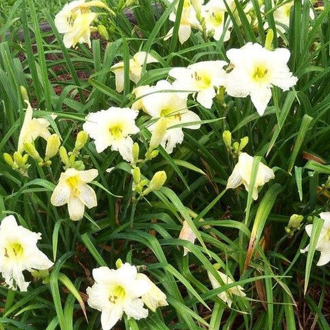 Daylily 'Joan Senior'