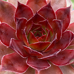 Sempervivum 'cherries jubilee'